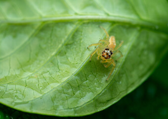 Golden Jumping Spider Macro on Fresh Green Leaf