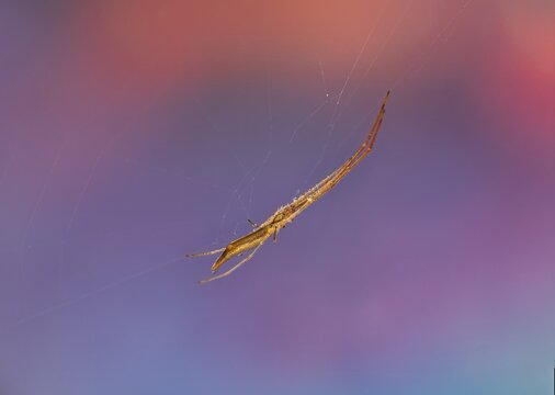 Long-Jawed Orb Weaver Spider Macro on Web with Colorful Background