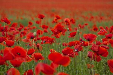 Fototapeta premium Vibrant Field of Red Poppies in Full Bloom - Summer Landscape