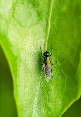 Metallic Green Fly Macro on Leaf—Tiny Insect Close-Up