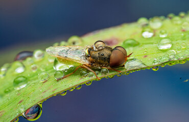 Planthopper Insect Macro with Water Droplets on Leaf &mdash; Close-Up Photography