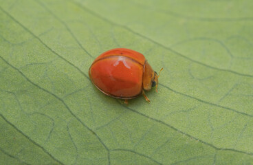 Red Ladybug Macro on Leaf &mdash; Close-Up of Smooth Dome-Shaped Beetle