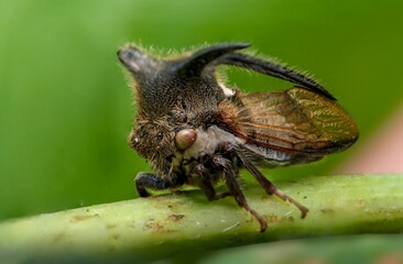 Treehopper Insect Macro on Green Stem with Dark Background