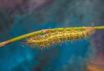 Hairy Yellow Caterpillar Macro on Stem with Dew Drops &mdash; Colorful Close-Up Photography