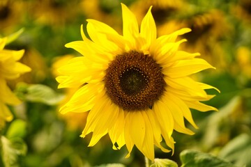 Bright Yellow Sunflower in Bloom &mdash; Close-Up of Flower Head in Sunlight