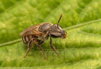 Bee-Like Insect Macro on Green Leaf—Close-Up Nature Photography