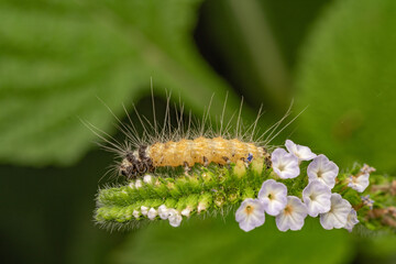 Hairy Caterpillar on Flower Spike &mdash; Macro Close-Up of Insect on Blossoms