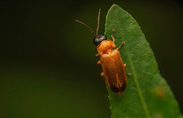 Firefly Beetle Macro on Leaf &mdash; Close-Up of Orange Lightning Bug