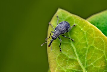 Black Weevil Beetle Macro on Green Leaf—Close-Up Insect Photography