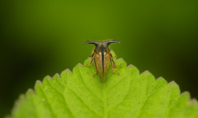 Treehopper Insect Macro on Green Stem with Dark Background