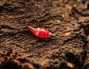 Bright Red Insect on Textured Bark in Macro Photography