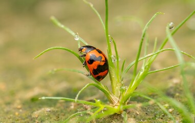 Macro Photo of Red and Black Beetle on Grass with Dew Drops