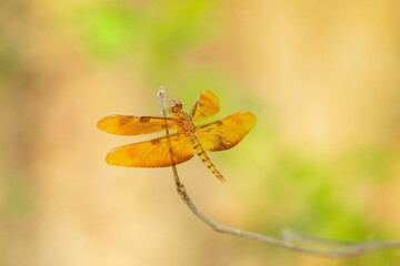 Orange Dragonfly Perched on a Twig in Soft Natural Light