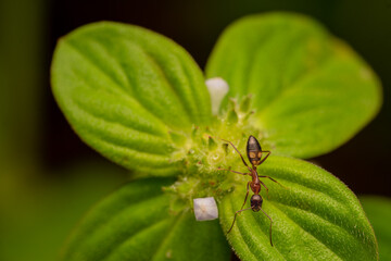 Macro Photo of Ant on Green Leaf with Small Flower
