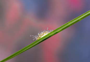 Macro of Dew-Covered Insect Eggs on Grass Blade with Colorful Background