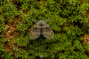 Macro Photo of Moth Fly Resting on Green Moss