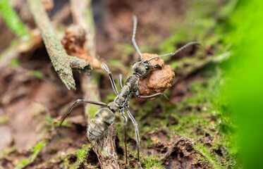 Macro Photo of Ant Carrying Soil on Forest Floor
