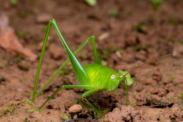 Macro Photo of Green Katydid on Forest Ground