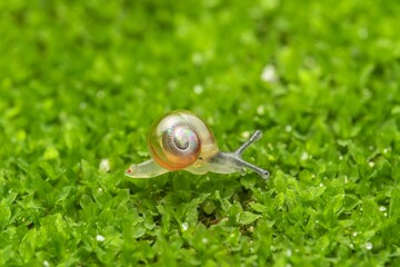 Macro of Tiny Translucent Snail Crawling on Fresh Green Moss
