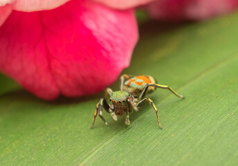 Colorful Jumping Spider Macro on Leaf with Pink Flower Background