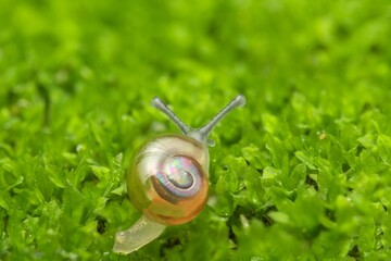 Macro of Tiny Translucent Snail Crawling on Fresh Green Moss