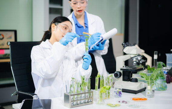Two Asian female scientists analyze green plants and vegetables in biotech lab. Microscopes, notes, safety gear, and real people in food testing and modern research concept.