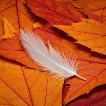 A delicate white feather rests gently upon a vibrant tapestry of orange and red autumn leaves, symbolizing the changing season and lightness ,crisp ,tranquility ,gold