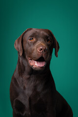 Smiling chocolate Labrador sitting in studio with a teal backdrop, captured in clean soft light, perfect for animal advertising or pet care concepts.