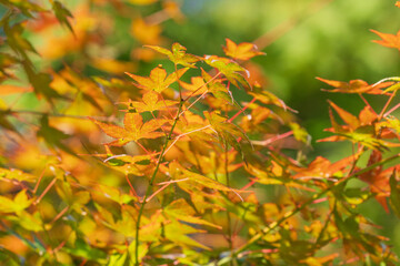 秋の野山の紅葉したカエデ24