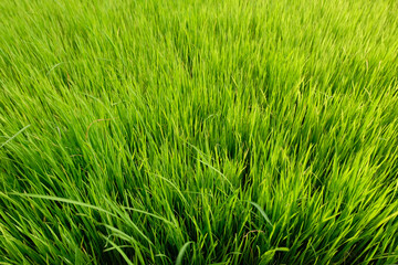 A close-up view of vibrant green rice seedlings growing densely in a nursery field, ready for transplanting. The fresh young rice plants contrast beautifully with the wet, prepared paddy field in the 