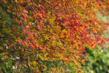 秋の野山の紅葉したカエデ17