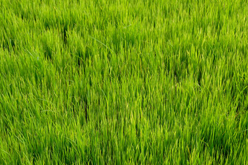 Young rice plants growing in a flooded paddy field, reflecting on the calm water and showcasing the early stages of rice cultivation.
