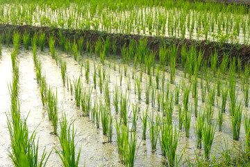 Young rice plants growing in a flooded paddy field, reflecting on the calm water and showcasing the early stages of rice cultivation.
