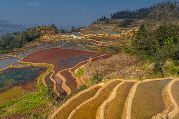 Rice terrace fields from the ground. Water-filled rice paddies covered with red duckweed and other...