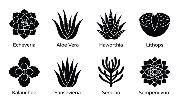 Succulent plants icon set, echeveria, aloe vera, haworthia, lithops, kalanchoe, sansevieria, senecio.