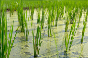 Young rice plants growing in a flooded paddy field, reflecting on the calm water and showcasing the early stages of rice cultivation.
