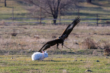 A golden eagle in flight while hunting a hare