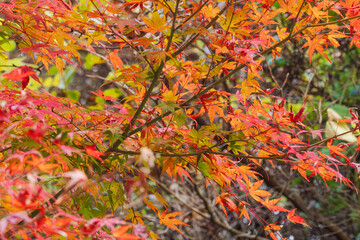 秋の山　赤く紅葉したカエデ08