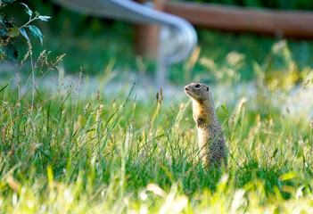 Short English Description (max 200 chars):
Close-up of a European ground squirrel (Spermophilus citellus) standing alert in green grass. Cute wild rodent in its natural habitat during a sunny day.