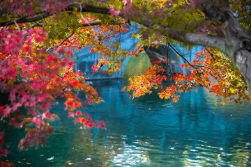 the red maple leaves by the lake in autumn
