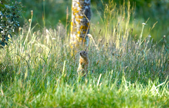 Short English Description (max 200 chars):
Close-up of a European ground squirrel (Spermophilus citellus) standing alert in green grass. Cute wild rodent in its natural habitat during a sunny day.
