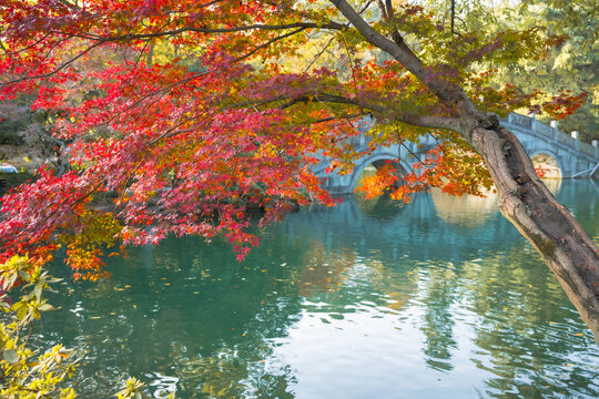 the red maple leaves by the lake in autumn