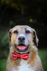 A portrait of a beautiful brown dog wearing Christmas bow tie.