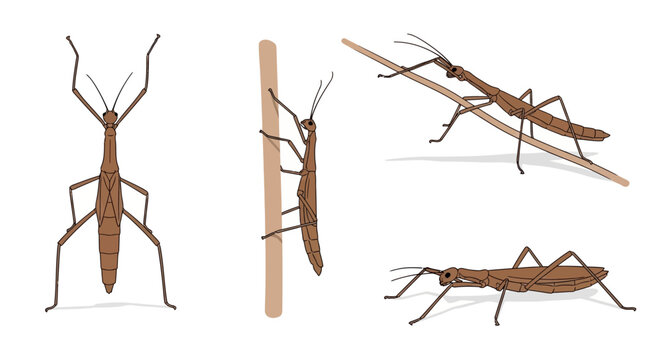 Brown Stick Insects Posing in Different Natural Environments and Positions