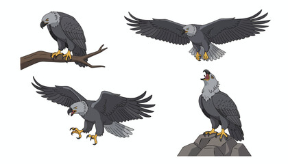 Collection of Grey Eagles in Different Poses Perching, Flying, and Vocalizing