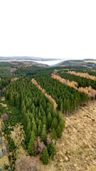 Naklejka premium Drone view of alternating green and autumn tree bands stretching toward the horizon, showcasing layered forest structure, seasonal transition, and natural landscape depth.
