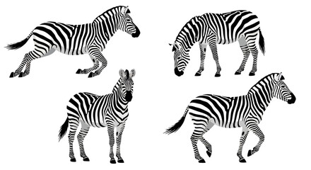 Set of Four Zebra Illustrations Depicting Various Poses and Actions