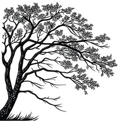 Silhouette of a Large Tree with Branches black and white