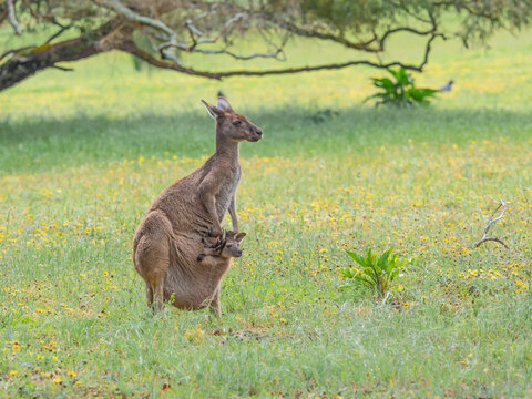 Female Western Grey Kangaroo with Joey