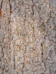 Bark texture and background of a old fir tree trunk. Detailed bark texture. Natural background